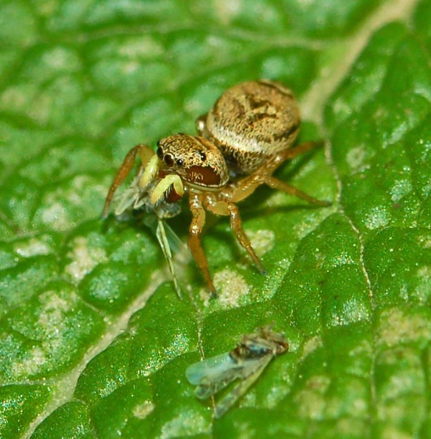 Heliophanus sp.